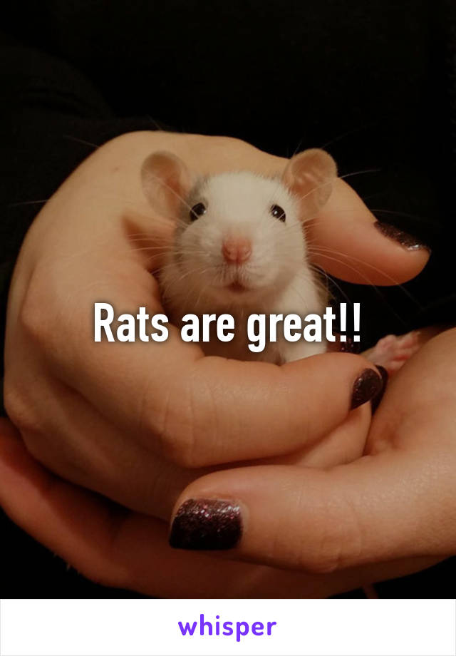 Rats are great!!
