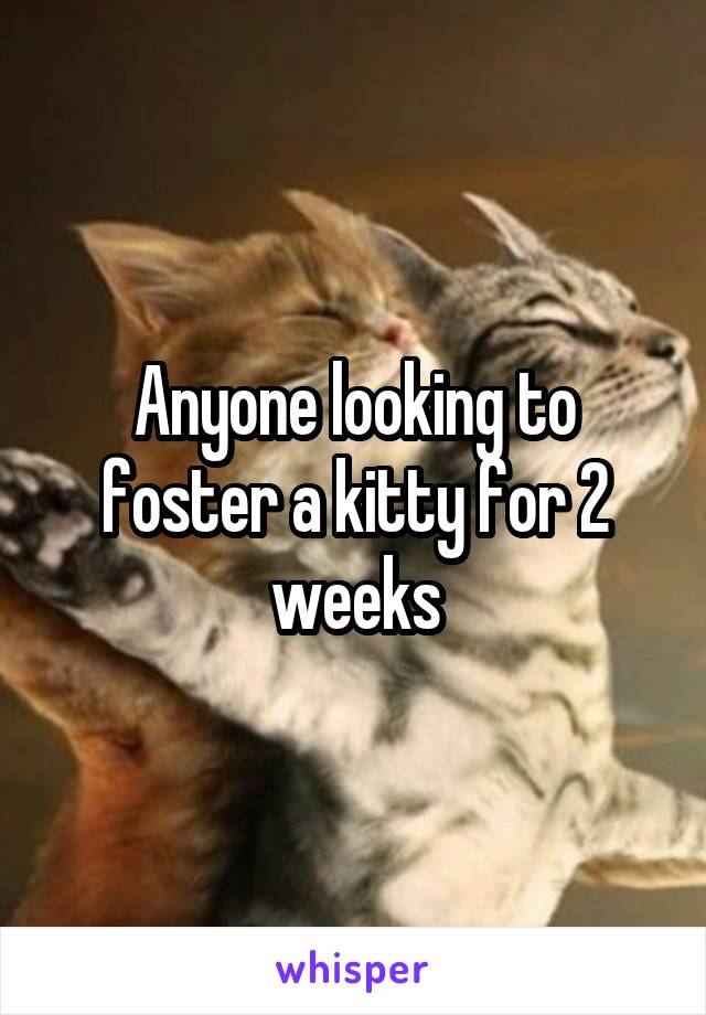 Anyone looking to foster a kitty for 2 weeks