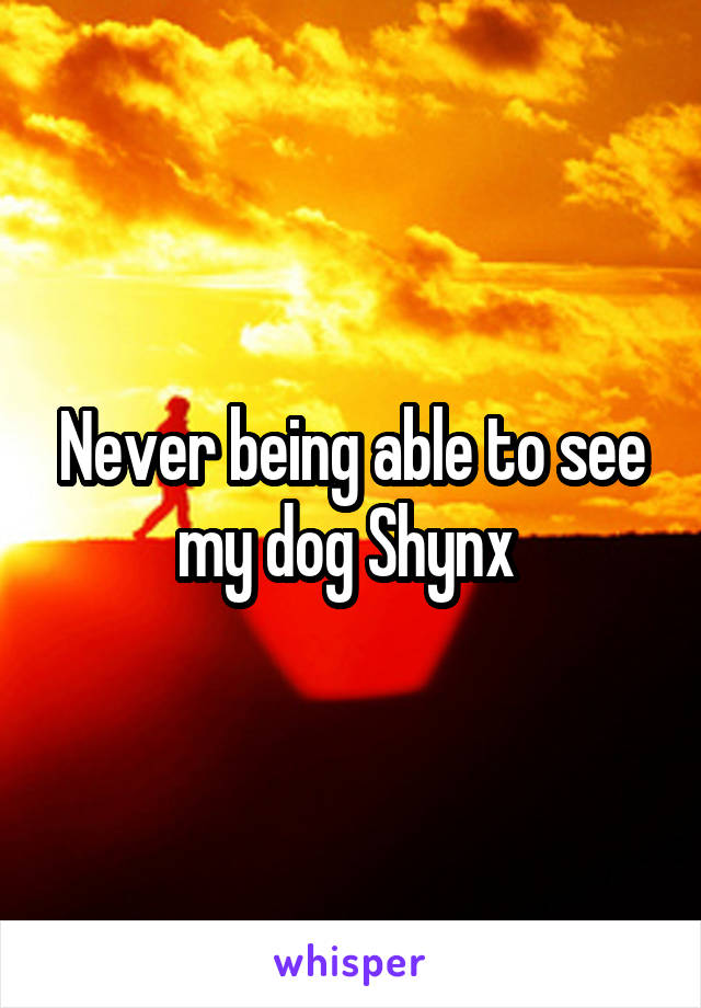 Never being able to see my dog Shynx 