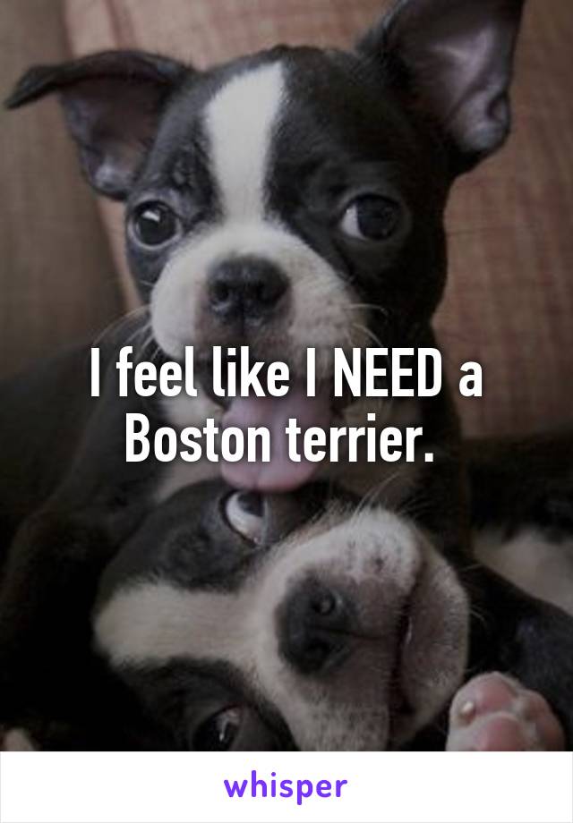 I feel like I NEED a Boston terrier. 