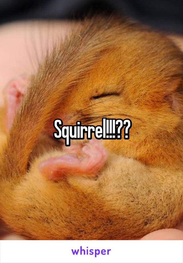Squirrel!!!??