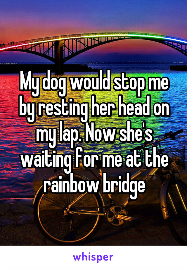 My dog would stop me by resting her head on my lap. Now she's waiting for me at the rainbow bridge