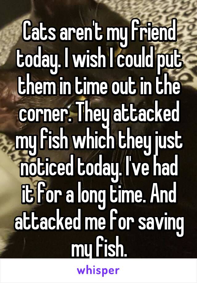 Cats aren't my friend today. I wish I could put them in time out in the corner. They attacked my fish which they just noticed today. I've had it for a long time. And attacked me for saving my fish.