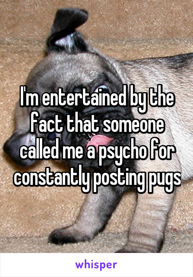 I'm entertained by the fact that someone called me a psycho for constantly posting pugs