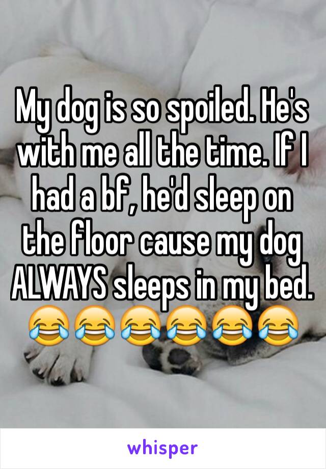 My dog is so spoiled. He's with me all the time. If I had a bf, he'd sleep on the floor cause my dog ALWAYS sleeps in my bed. 😂😂😂😂😂😂