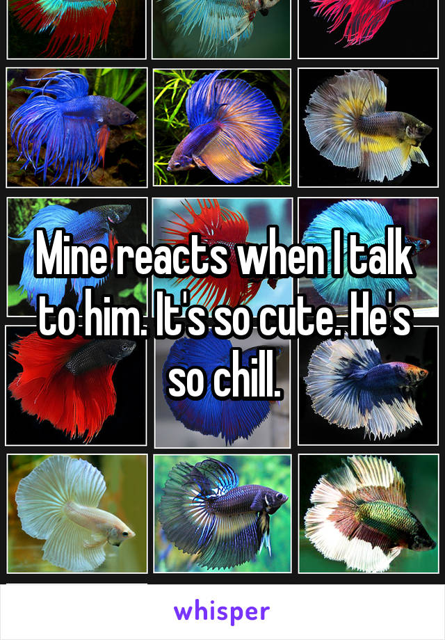Mine reacts when I talk to him. It's so cute. He's so chill.
