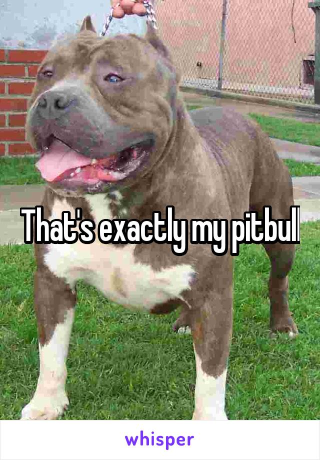That's exactly my pitbull
