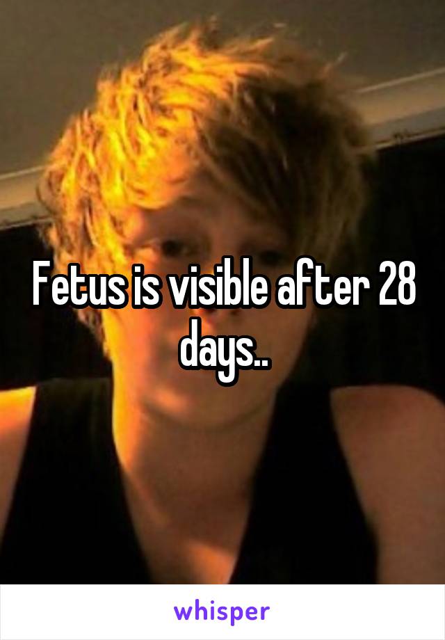Fetus is visible after 28 days..