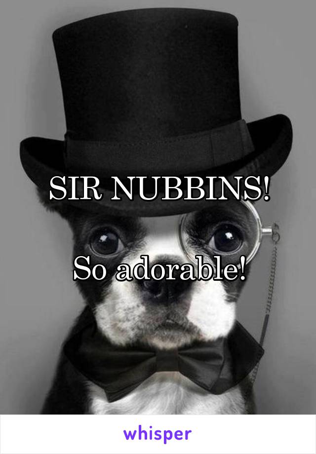 SIR NUBBINS!

So adorable!