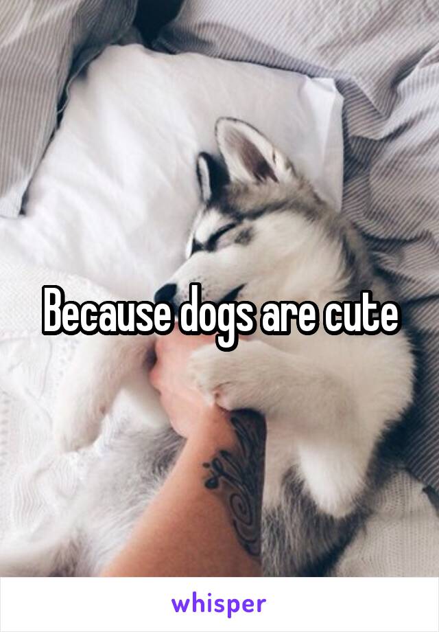 Because dogs are cute