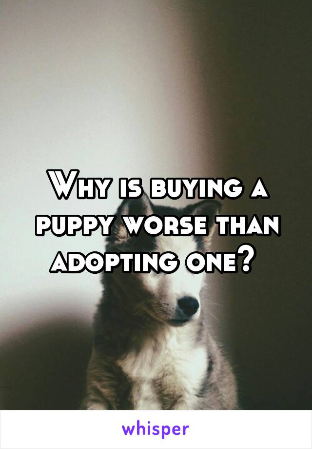 Why is buying a puppy worse than adopting one? 