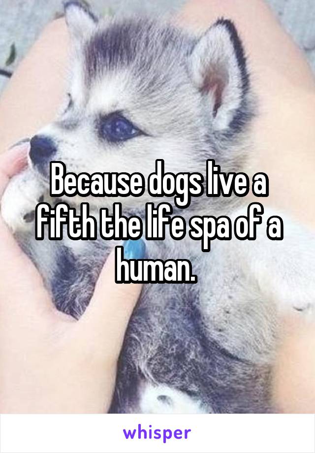 Because dogs live a fifth the life spa of a human. 