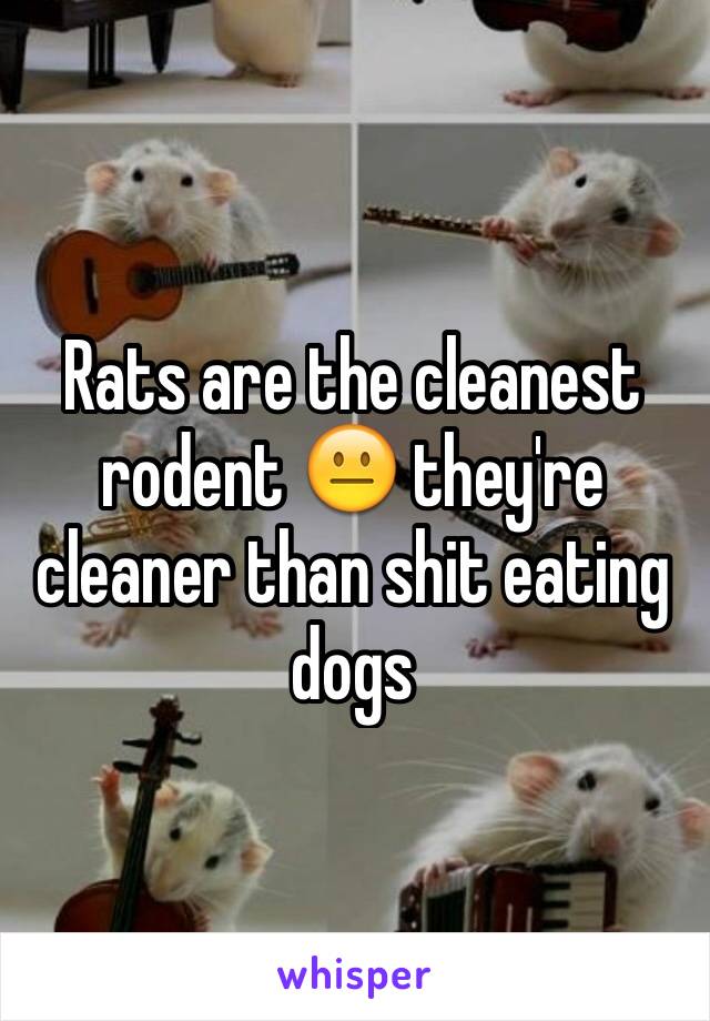 Rats are the cleanest rodent 😐 they're cleaner than shit eating dogs