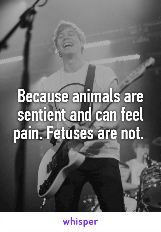 Because animals are sentient and can feel pain. Fetuses are not. 