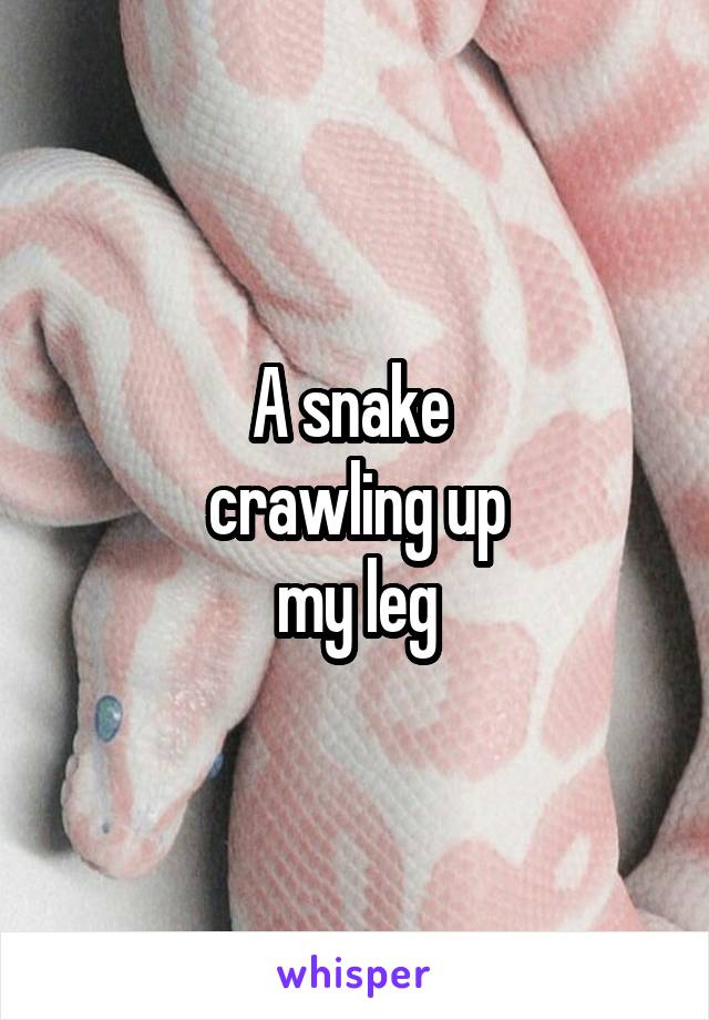 A snake 
crawling up
my leg