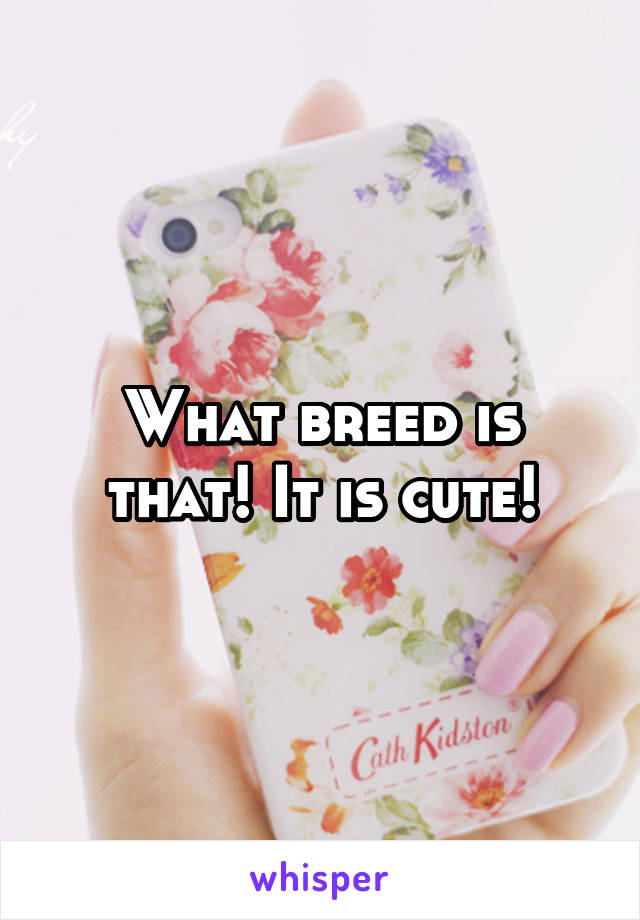 What breed is that! It is cute!