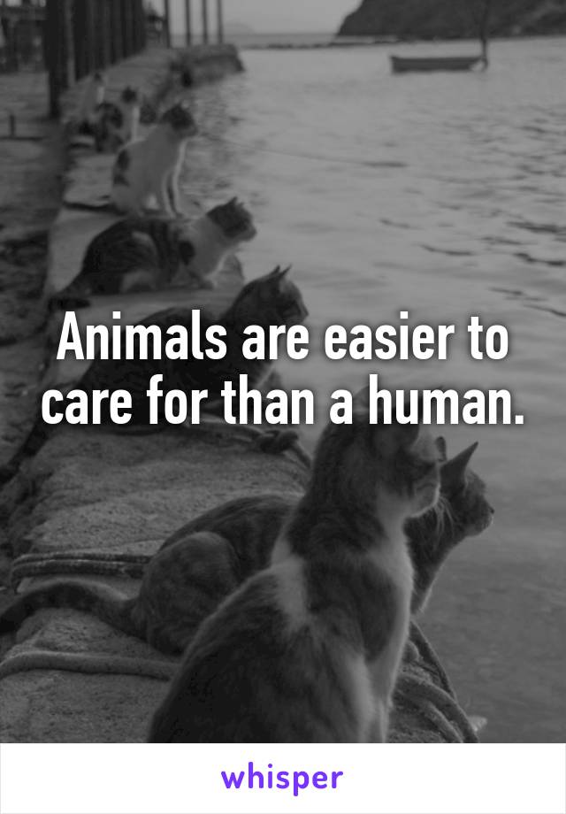 Animals are easier to care for than a human. 