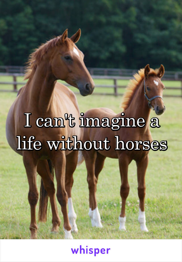I can't imagine a life without horses