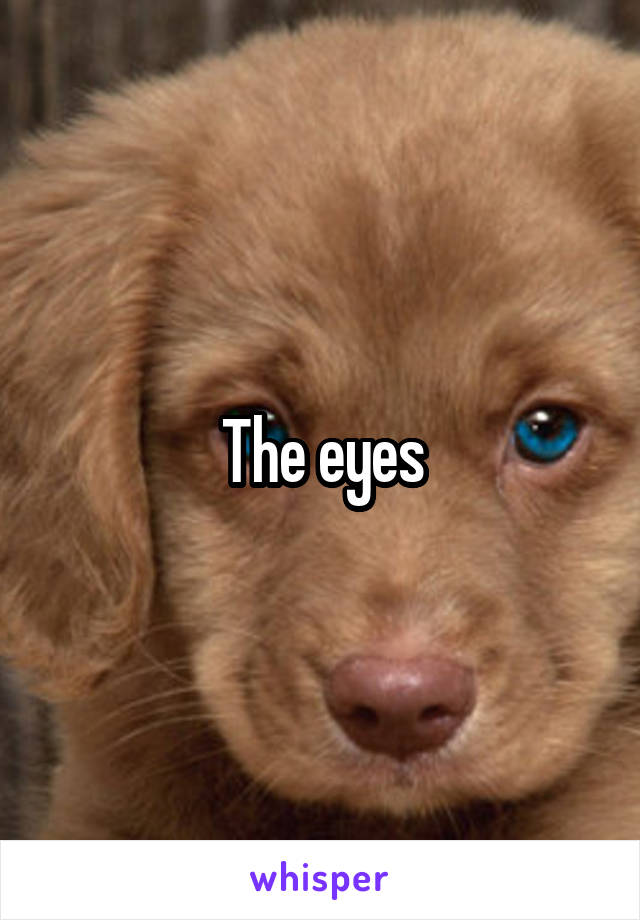 The eyes