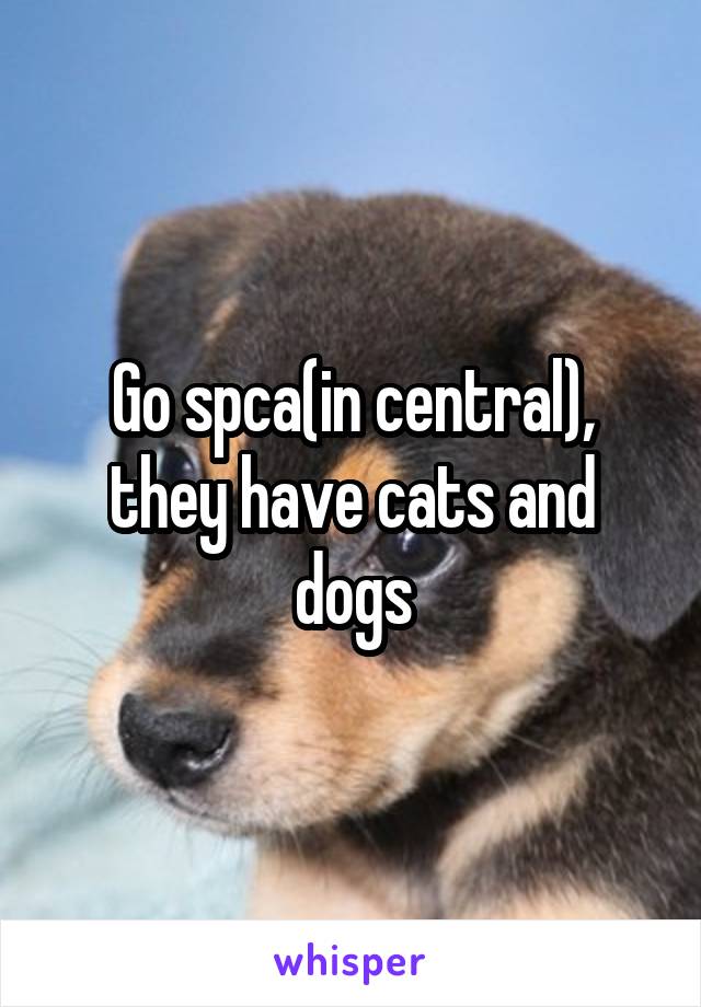 Go spca(in central), they have cats and dogs