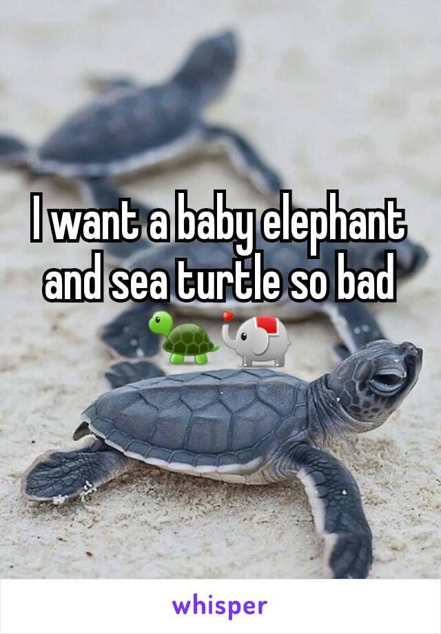 I want a baby elephant and sea turtle so bad 🐢🐘