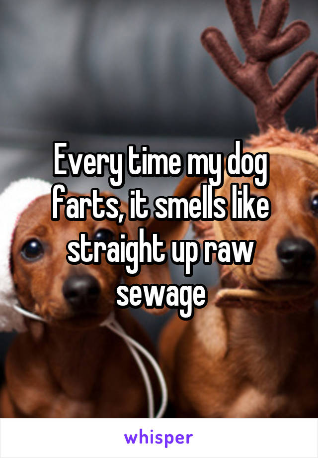 Every time my dog farts, it smells like straight up raw sewage