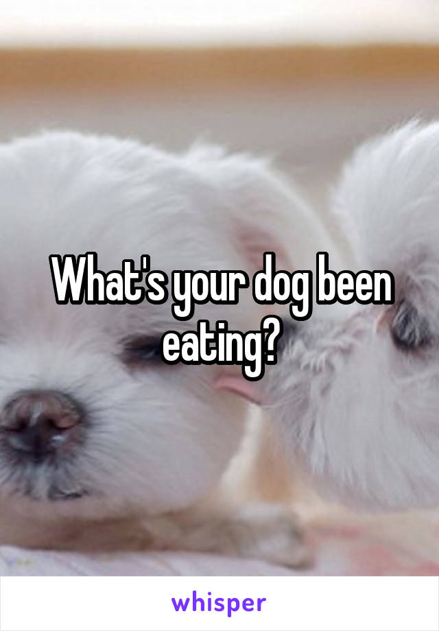 What's your dog been eating?
