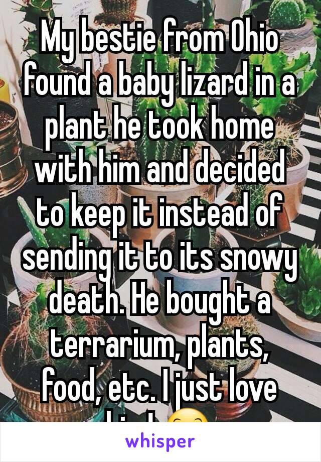My bestie from Ohio found a baby lizard in a plant he took home with him and decided to keep it instead of sending it to its snowy death. He bought a terrarium, plants, food, etc. I just love him! 😊