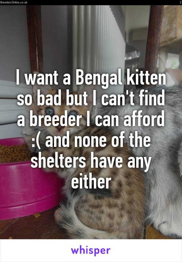 I want a Bengal kitten so bad but I can't find a breeder I can afford :( and none of the shelters have any either
