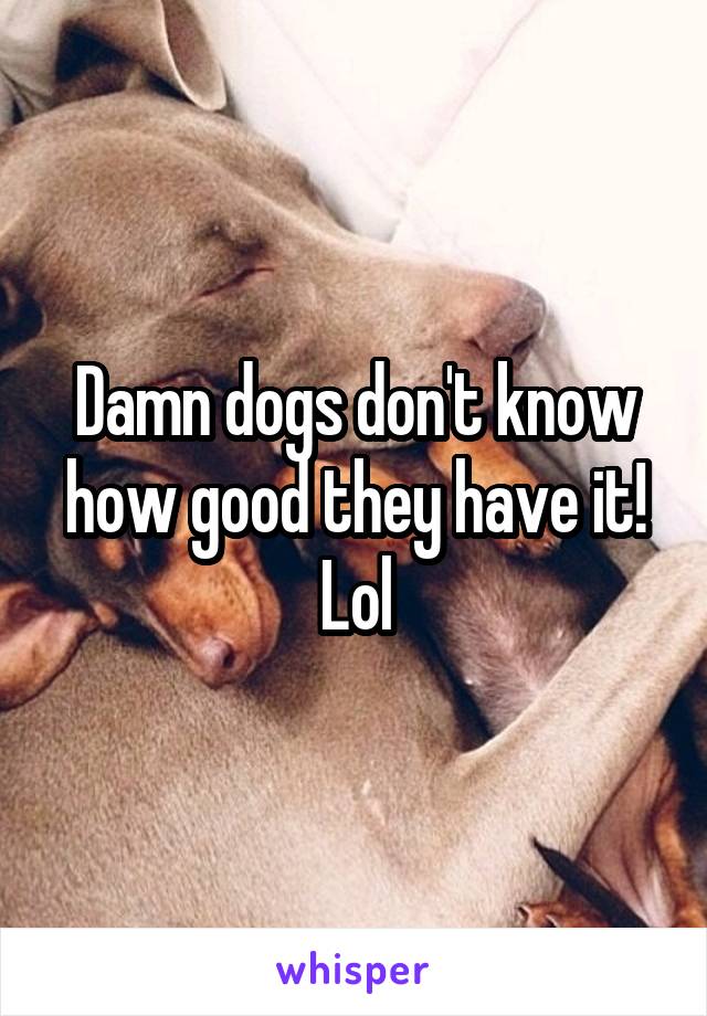 Damn dogs don't know how good they have it! Lol