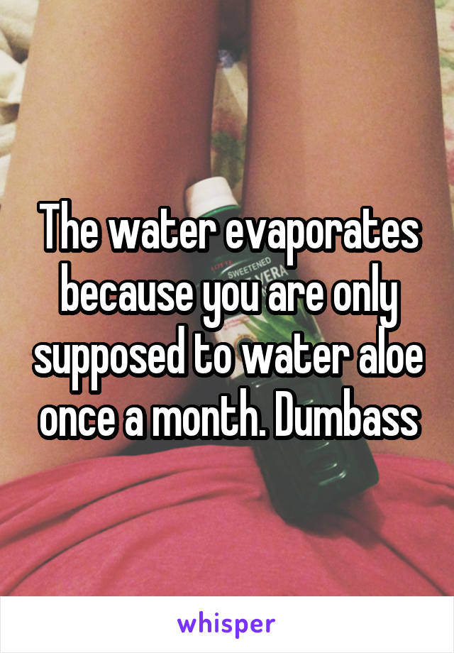 The water evaporates because you are only supposed to water aloe once a month. Dumbass