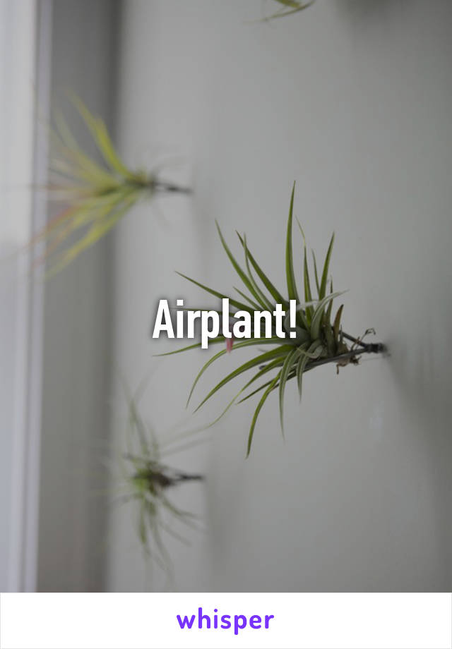 Airplant!