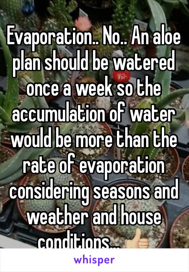 Evaporation.. No.. An aloe plan should be watered once a week so the accumulation of water would be more than the rate of evaporation considering seasons and weather and house conditions... 👍🏼