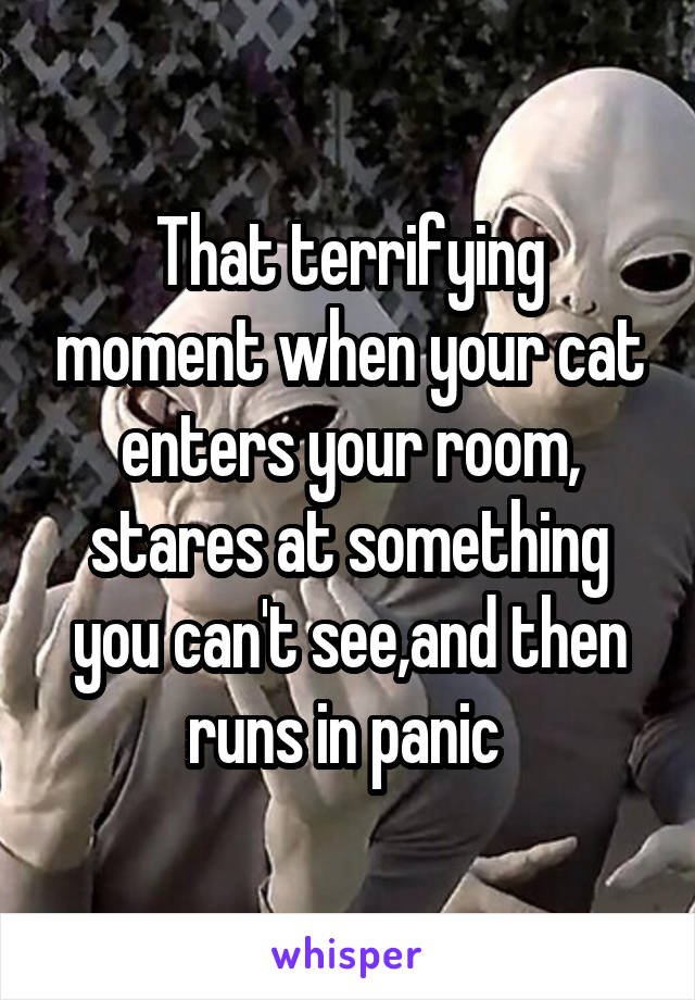 That terrifying moment when your cat enters your room, stares at something you can't see,and then runs in panic 