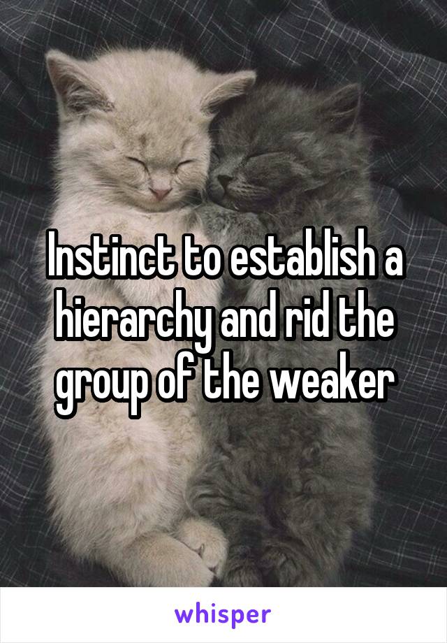 Instinct to establish a hierarchy and rid the group of the weaker