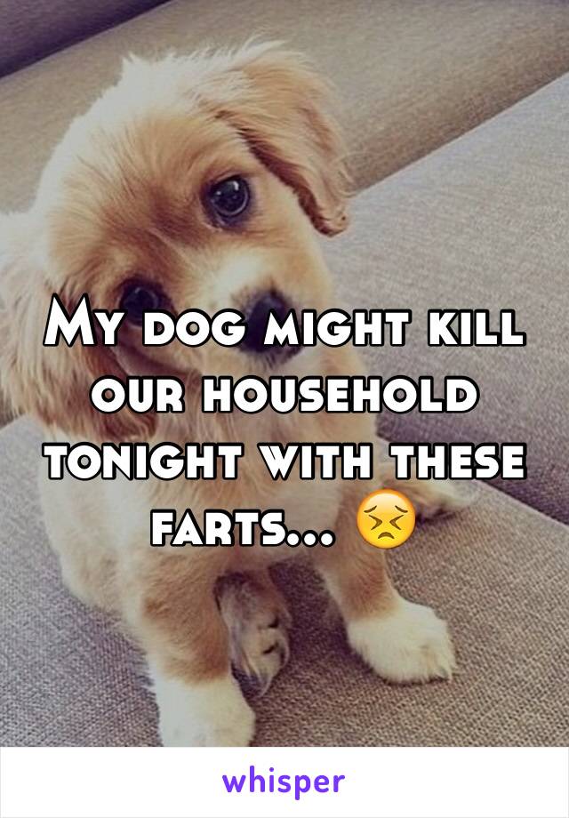 My dog might kill our household tonight with these farts... 😣
