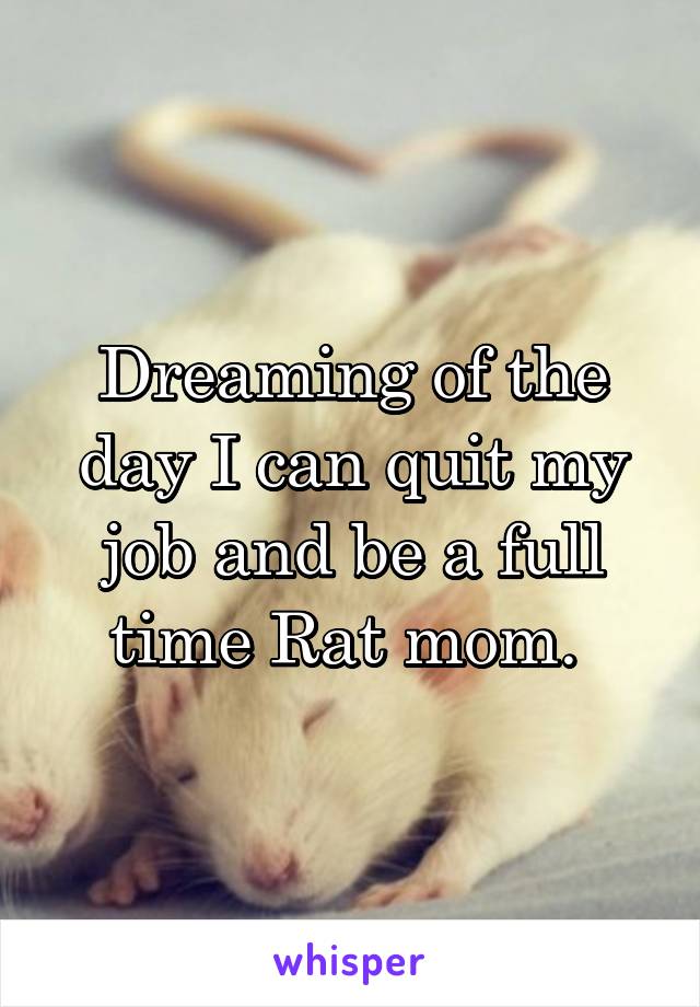 Dreaming of the day I can quit my job and be a full time Rat mom. 