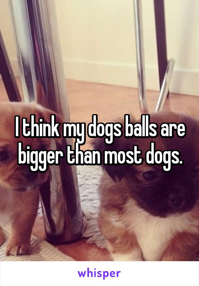 I think my dogs balls are bigger than most dogs.