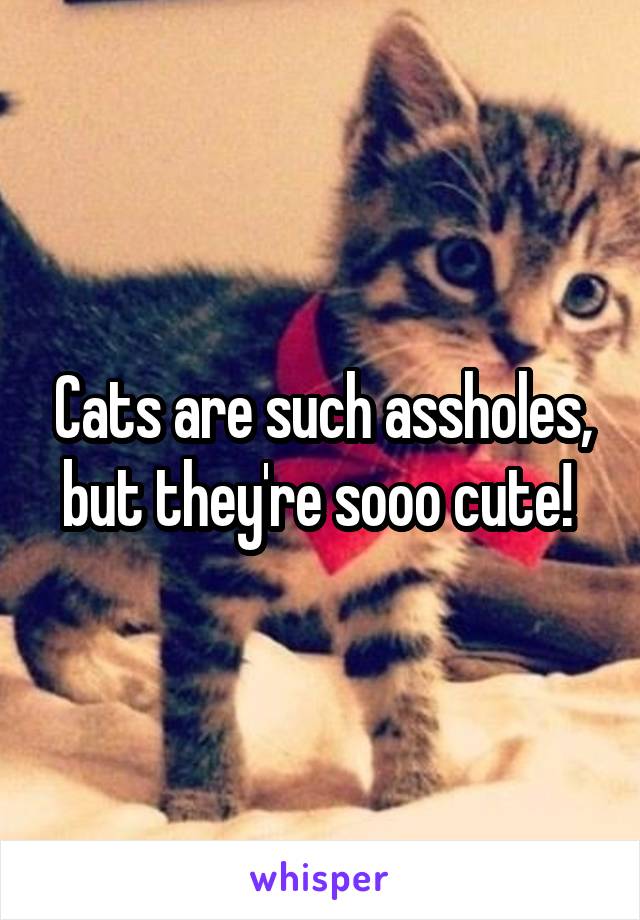 Cats are such assholes, but they're sooo cute! 