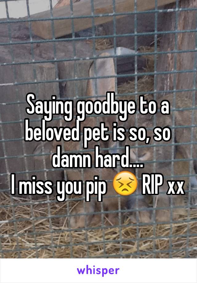 Saying goodbye to a beloved pet is so, so damn hard....
I miss you pip 😣 RIP xx 