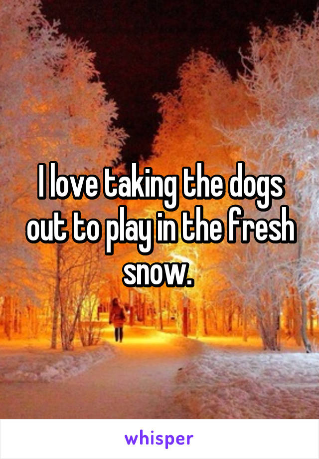 I love taking the dogs out to play in the fresh snow. 