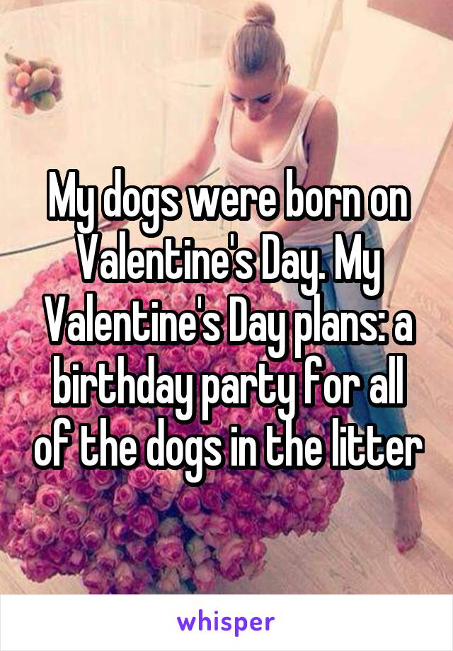 My dogs were born on Valentine's Day. My Valentine's Day plans: a birthday party for all of the dogs in the litter