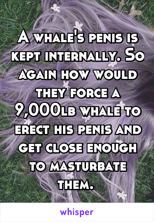 A whale's penis is kept internally. So again how would they force a 9,000lb whale to erect his penis and get close enough to masturbate them. 