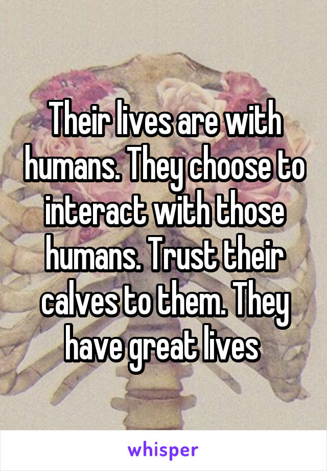 Their lives are with humans. They choose to interact with those humans. Trust their calves to them. They have great lives 