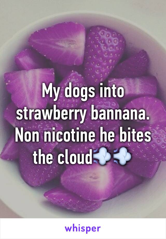 My dogs into strawberry bannana. Non nicotine he bites the cloud💨💨 