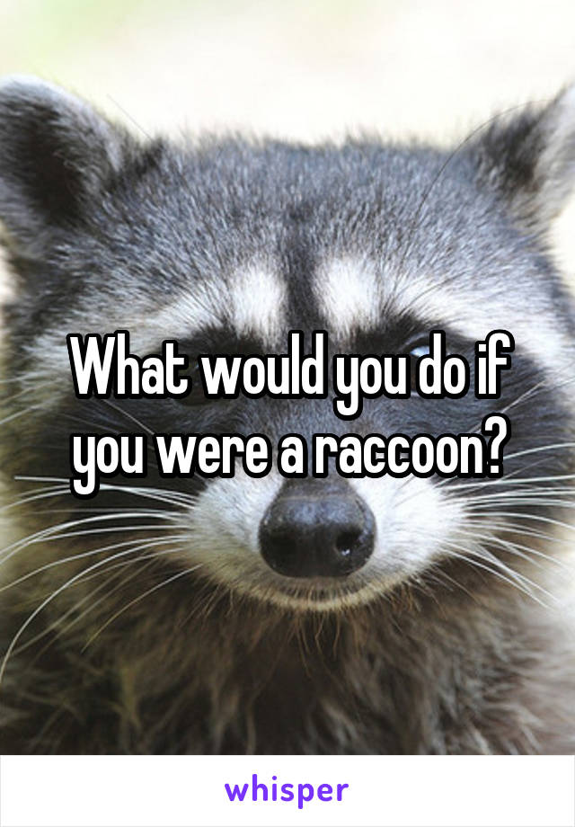 What would you do if you were a raccoon?