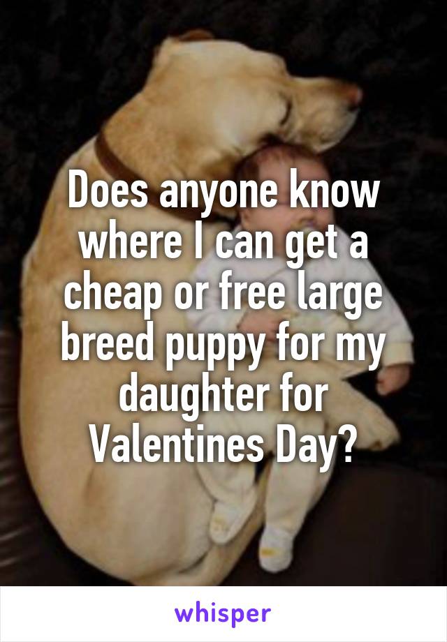 Does anyone know where I can get a cheap or free large breed puppy for my daughter for Valentines Day?