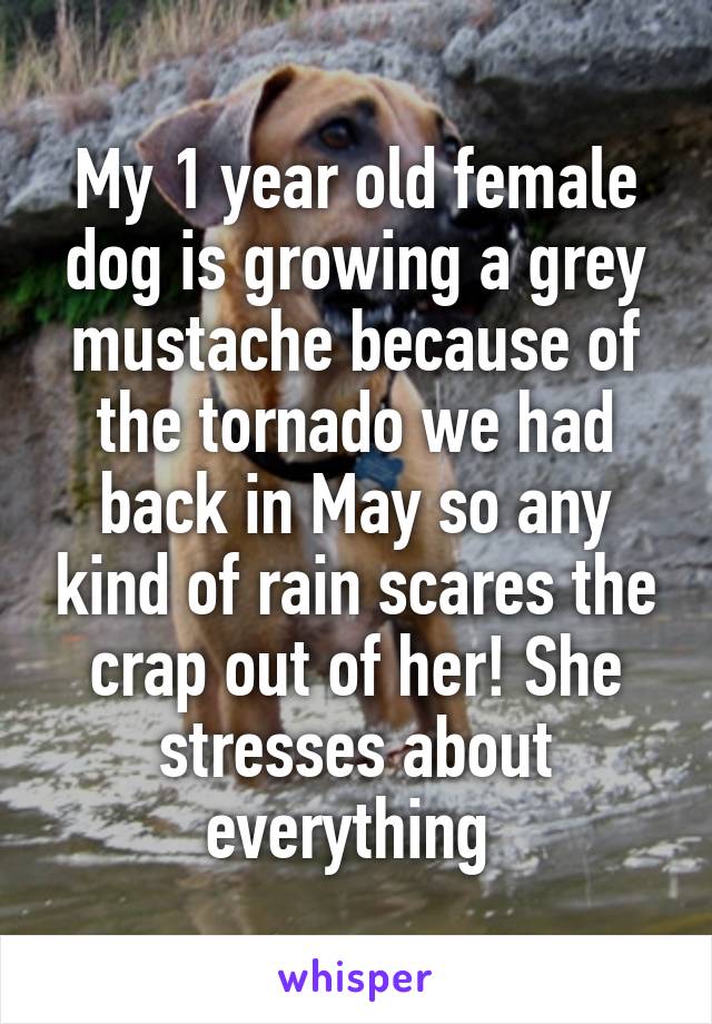 My 1 year old female dog is growing a grey mustache because of the tornado we had back in May so any kind of rain scares the crap out of her! She stresses about everything 