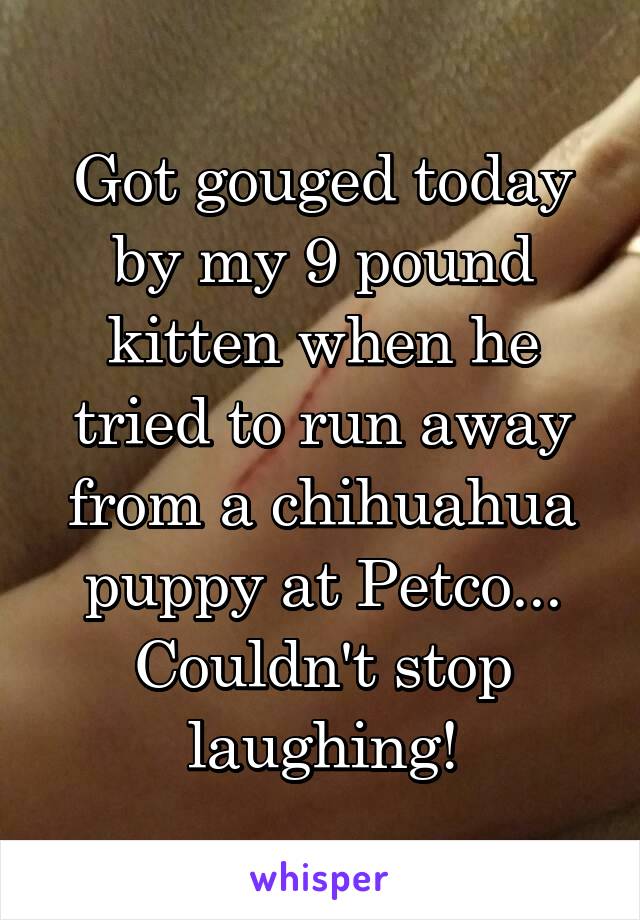 Got gouged today by my 9 pound kitten when he tried to run away from a chihuahua puppy at Petco... Couldn't stop laughing!