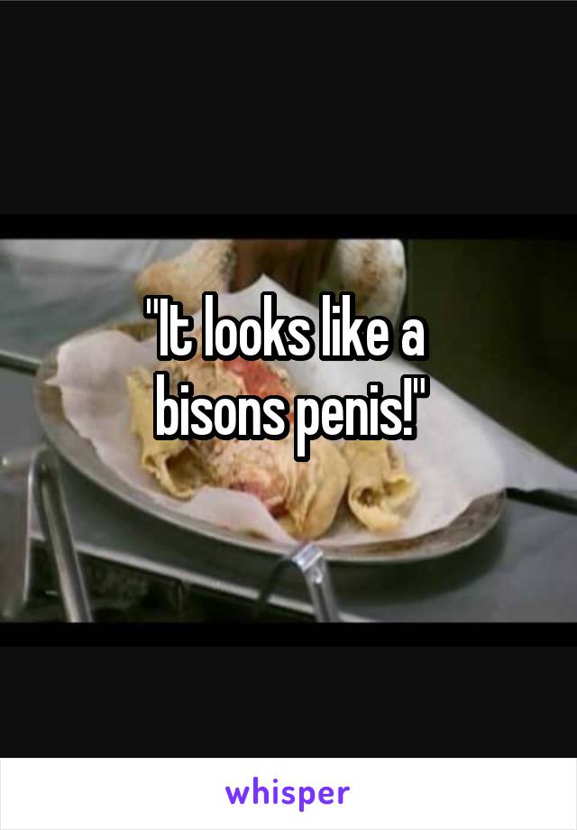 "It looks like a 
bisons penis!"
